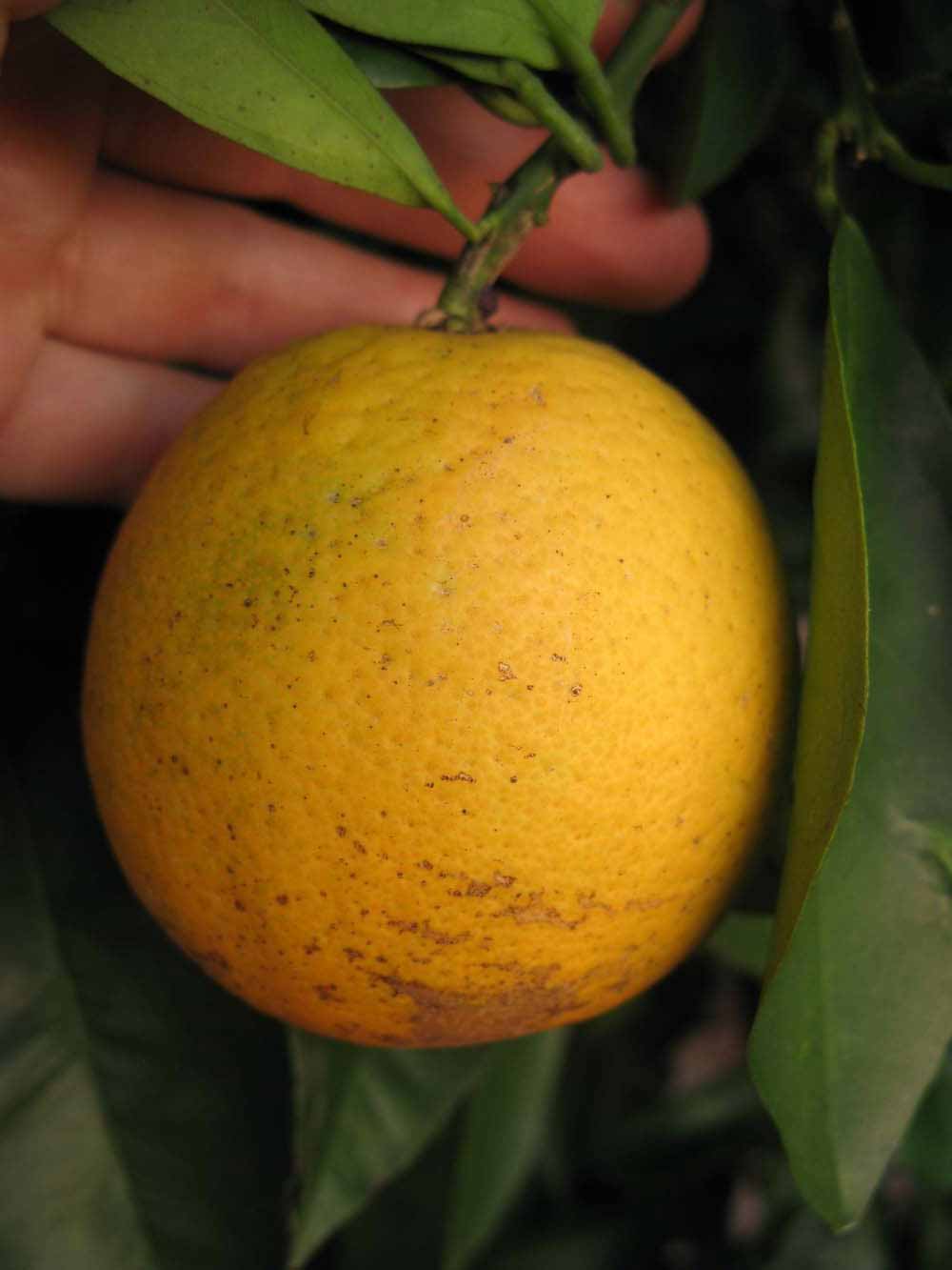              Fruit (Winter Haven, FL)       